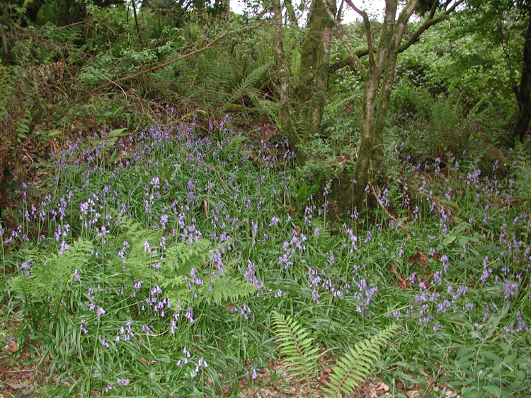 Bluebells in Murragh Cemetery 2.jpg 625.6K